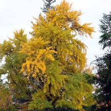 Image result for Indigofera fuscobarbata