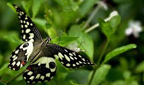 The butterflies of kerala vary in color, size and habit. Butterfly Parks To Turn Eco Monitors In Kerala Kerala Butterfly Parks Wildlife Sanctuary