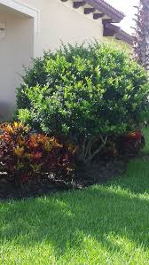 Using the right tools and techniques, a tree service. 29 Limb Up Evergreen Ideas Evergreen Backyard Landscaping Plants