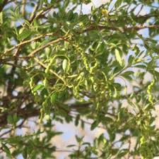 Image result for Maerua cafra