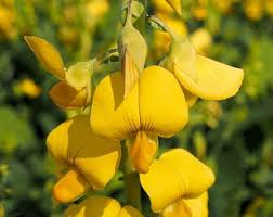 Image result for Crotalaria cephalotes