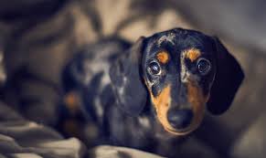 Dachshund Wallpaper 1920x1144 Download Hd Wallpaper Wallpapertip Looking for the best dachshund wallpaper?
