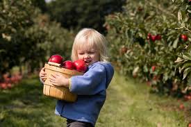 Check spelling or type a new query. First Kiss The Latest U Of M Apple To Savor University Of Minnesota
