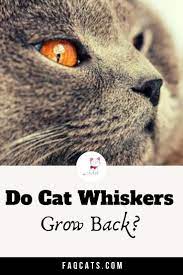Do Cat Whiskers Grow Back Cat Whiskers Cats Whiskers
