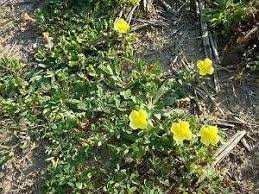 Maybe you would like to learn more about one of these? Cutleaf Evening Primrose Weed Management Farms Com