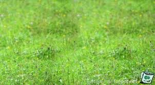 Kostenlose blumen bilder, gifs, grafiken, cliparts, anigifs, images, animationen. Schone Pfingsten Gif
