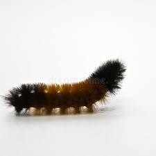 Black And Red Fuzzy Caterpillar Woolly Caterpillar Black And Orange Fuzzy Caterpillar On A White Vinyl Backgrou Affiliate Black Orange Wooly Caterpillar Fuzzy Caterpillar Caterpillar