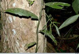 Image result for Corymborkis