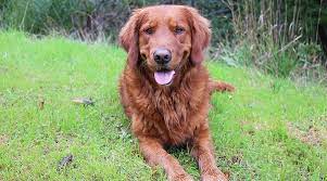 A golden retriever puppy could cost you between $500 to $2000 when purchased from a breeder. Red Golden Retrievers Color Controversy Puppy Cost More