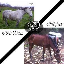 Just Who DO you Call when you see a case of suspected animal neglect or  cruelty?