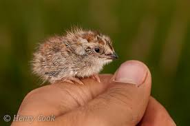 Birds In My Area App Turnix Varia 6808 Button Quail Birds Pretty Birds