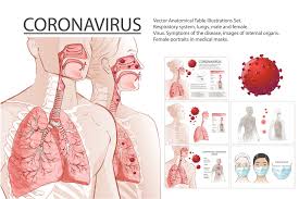 Biomedical illustration showing the internal organs of a female in. Coronavirus Diagram Pre Designed Photoshop Graphics Creative Market