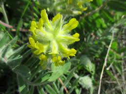 Image result for Dichilus reflexus