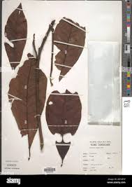 Image result for Trichilia prieuriana