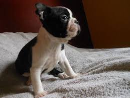 Boston terrier breeders circle j?s boston terriers , boston terrier breeder, offers boston terrier puppies for sale. Boston Terrier Puppies For Sale Oregon