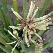 Image result for Ceropegia multiflora