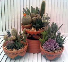 Check spelling or type a new query. 250 Planters Terrariums And Succulent Dish Gardens Ideas Plants Dish Garden Succulents