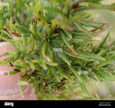 Image result for Phymaspermum