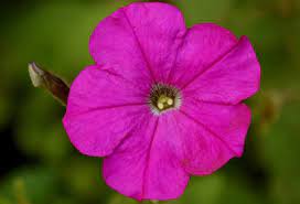 Plant Pretty Petunia Plants Petunias Pretty