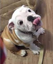 Adoptabull English Bulldog Rescue Dog Adoption Dog Rescue Dog Adoption Chicago Dog Adoption Bulldog Rescue Cat Adoption
