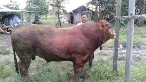 Waktu penyembelihannya berakhir dengan tenggelamnya matahari di hari keempat yaitu tanggal 13 dzulhijjah. Dalil Qurban Dalam Alquran Dalil Qurban Dari Hadits Lengkap Hukum Qurban Waktu Penyembelihan Qurban Halaman All Tribun Pontianak