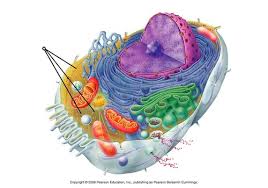 Check spelling or type a new query. Ms Biology Chapter 2 Plant Animal Cell Organelles Study Guide Flashcards Quizlet