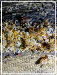 Hire the best pest control services in dayton, oh on homeadvisor. Quality Professional Pest Control Ampulex Pest Control Bed Bug Control