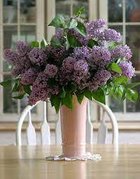 Check spelling or type a new query. Pin On Flowers