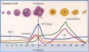 The number of eggs that are fertilized depends on the timing of the breeding and viability of the sperm. Induced Ovulation Animals Wikipedia