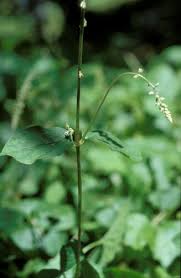 Image result for Cyathula cylindrica