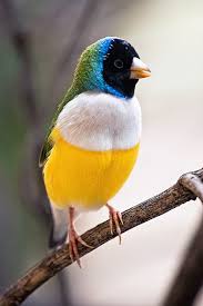 Black Bird With Yellow Beak And White Belly The Gouldian Finch Erythrura Gouldiae Beautiful Birds Pet Birds Nature Birds