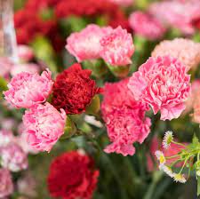 45 Best Summer Flowers Beautiful Flowers That Bloom All Summer