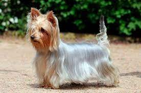 Silky Terrier Australiano O Melhor Conteudo Pet Ao Seu Alcance
