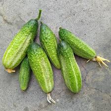 Image result for Cucumis engleri