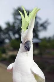 Along with the psittacoidea (true parrots) and the strigopoidea (large new zealand parrots), they make up the order psittaciformes. Cage Size For A Cockatoo