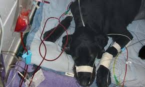 Image result for Blood Transfusion