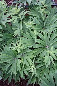 Una delle più utilizzate proprio perché è semplice da coltivare, si adatta facilmente a qualsiasi tipo di ambiente e cresce molto rapidamente. Syneilesis Palmata Shade Perennials Shade Plants Partial Shade Plants