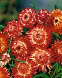 Image result for Helichrysopsis