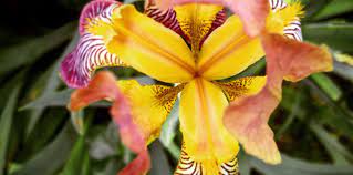 Documented slave plantations of north carolina is a comprehensive database of various plantations derived from a variety of information mediums. Toxicology Question What Is This Toxic Flower And When Does It Bloom Acep Now
