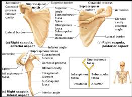 Tutorials on the shoulder muscles (e.g rotator cuff the clavicle (collarbone), the scapula (shoulder blade), and the humerus (upper arm bone) as well as associated muscles, ligaments and tendons. Scapula Shoulder Blade Muscle Attachment Functions