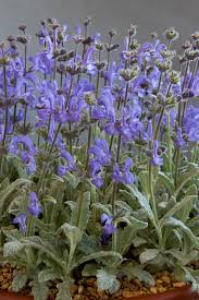 Image result for Dierama parviflorum