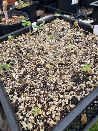 Image result for Commiphora pteleifolia