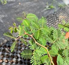 Image result for Neptunia oleracea