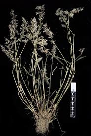 Image result for Eragrostis cilianensis