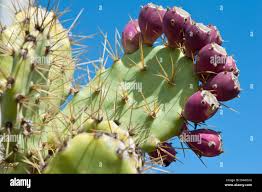 Image result for Opuntia monacantha