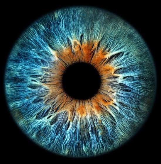 Detailed luxury iris artwork