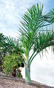 Image result for Pseudophoenix