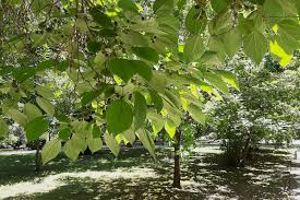 Image result for Broussonetia papyrifera