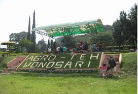 Maybe you would like to learn more about one of these? Objek Wisata Agro Kebun Teh Wonosari Lawang Malang Jawa Timur Iqbal Azhari