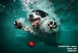 Dogs are wonderful swimmers, but are not biologically geared towards deep diving and will struggle. Dogs Diving Underwater Are Terrifying And Bewitching